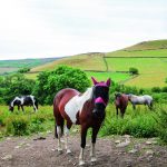 Walk Derbyshire – Bretton Clough