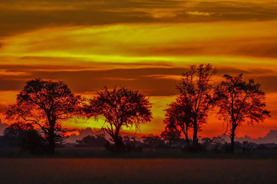 PREDATORS OFTHE OKAVANGO DELTA…Botswana