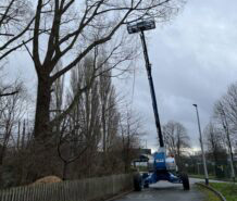 Tree specialists fined after worker falls from height
