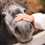 Equine assisted therapy. Little boy stroking beautiful pony in countryside, closeup. Lovely domesticated pet