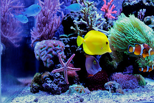 Matlock Bath Aquarium