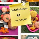 Welcome to Mr Pumpkin – 2026