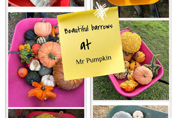 Welcome to Mr Pumpkin – 2026