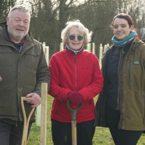 Tree planting gathers pace