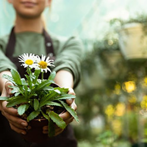 Woman holding a daisy