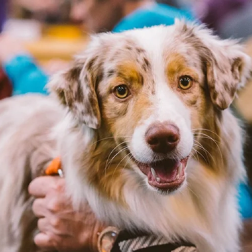 Derby Dog Show