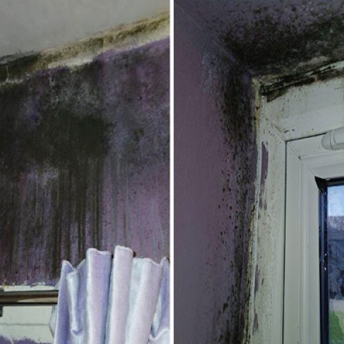 Groundwork charity tackles damp and mouldy homes