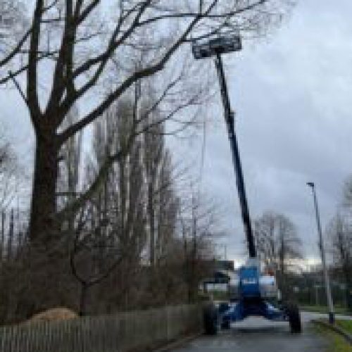 Tree specialists fined after worker falls from height