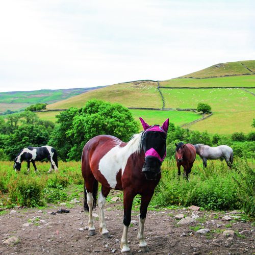 Walk Derbyshire – Bretton Clough