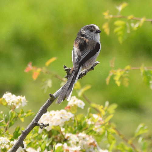 Attracting Wildlife into your Garden