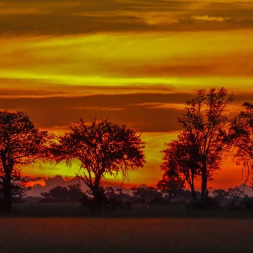 PREDATORS OFTHE OKAVANGO DELTA…Botswana