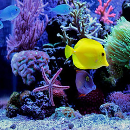 Matlock Bath Aquarium